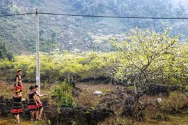 Thủ phủ đào mận Tây Bắc khoe sắc đón Tết