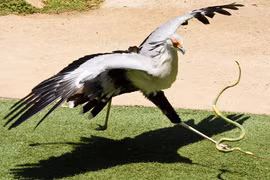 Loài chim quý hiếm nhất hành tinh, chuyên giẫm chết rắn độc để ăn thịt 