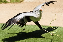 Loài chim quý hiếm nhất hành tinh, chuyên giẫm chết rắn độc để ăn thịt 