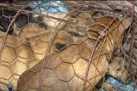 Bên trong hầm bí mật của băng nhóm trộm chó ở Thanh Hóa?