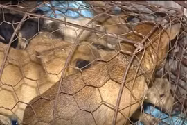 Bên trong hầm bí mật của băng nhóm trộm chó ở Thanh Hóa?