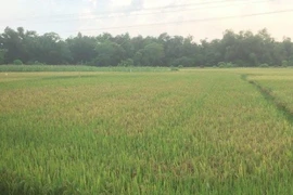 Hiếp dâm thiếu nữ rồi năn nỉ được chở cô gái về nhà 