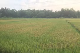 Hiếp dâm thiếu nữ rồi năn nỉ được chở cô gái về nhà 