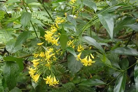 Cãi nhau với người yêu, thanh niên ăn lá ngón tự tử 