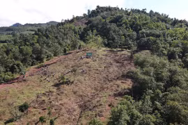 Trồng cây trên gần 120 ha phục hồi đầu nguồn sông Thạch Hãn