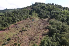 Trồng cây trên gần 120 ha phục hồi đầu nguồn sông Thạch Hãn