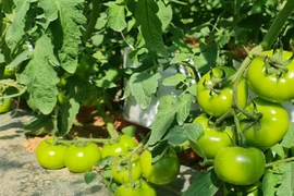 Bỏ phố về quê trồng cà chua kiếm hàng trăm triệu/năm