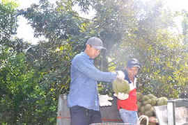 Sầu riêng Tiền Giang “lội ngược dòng” tăng giá, dân cắt bán là trúng