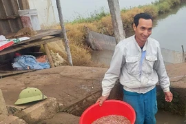 Ra đồng vớt “lộc trời”, dân Hải Phòng làm chơi ăn thật