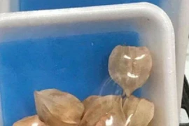 Mọc dại ở Việt Nam, nhưng lại được bán đắt đỏ ở nước ngoài