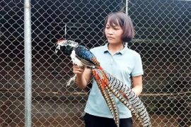 Nuôi chim có lông 7 màu được cấp mã nuôi động vật quý hiếm