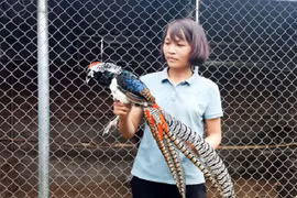 Nuôi chim có lông 7 màu được cấp mã nuôi động vật quý hiếm