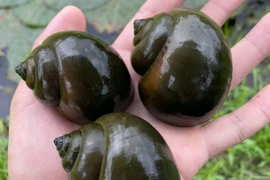 Chàng trai miền Tây phát tài nhờ nuôi ốc trong vườn sầu riêng