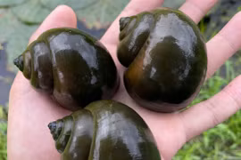 Chàng trai miền Tây phát tài nhờ nuôi ốc trong vườn sầu riêng