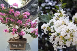 Trồng hoa tường vi hợp với bản mệnh gia chủ gặp may