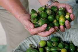 Giải mã biến động giá cau xuất khẩu sang Trung Quốc