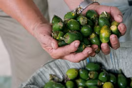 Giải mã biến động giá cau xuất khẩu sang Trung Quốc