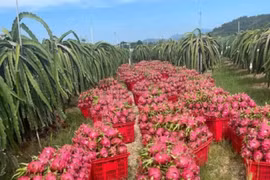 Nông dân thấp thỏm khi thanh long nghịch vụ quay đầu giảm “sốc“