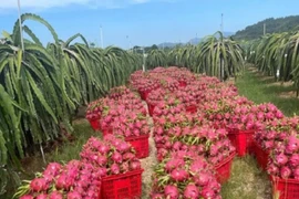 Nông dân thấp thỏm khi thanh long nghịch vụ quay đầu giảm “sốc“