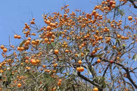 Vườn hồng cổ Nam Anh – điểm nhấn du lịch trên quê hương Bác Hồ