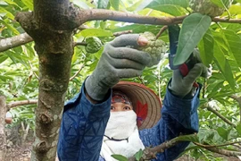 Ninh Bình: “Bỏ túi” hàng trăm triệu nhờ trồng na trên sườn núi