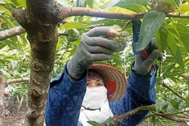 Ninh Bình: “Bỏ túi” hàng trăm triệu nhờ trồng na trên sườn núi