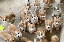 Nuôi chó trong vườn cây ăn trái đạt doanh thu 1 tỷ đồng/năm