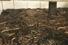 Nông dân Cần Thơ kiếm bộn tiền nhờ nuôi lươn trong bể xi măng