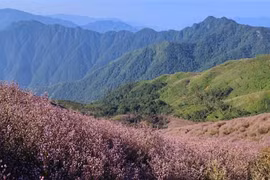 Ngắm “sắc tím” trên đỉnh Tà Chì Nhù