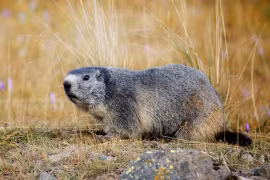 Đi du lịch, cặp vợ chồng tử vong sau khi ăn đặc sản địa phương