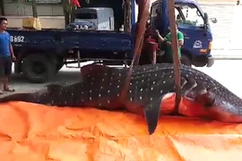 Vì sao không ai dám mua thịt “cá khủng” ở Sầm Sơn?