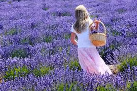 10 loại hoa chữa bệnh tốt hơn thuốc