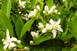 Mẹo loại bỏ mảng bám răng tại nhà dễ ợt