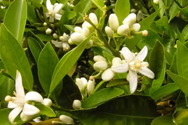 Mẹo loại bỏ mảng bám răng tại nhà dễ ợt