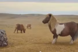 Clip: Xem chó nhảy dù, khỉ nhảy Gangnam Style