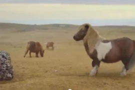 Clip: Xem chó nhảy dù, khỉ nhảy Gangnam Style