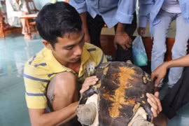 Kỳ lạ rùa “khủng” xuất hiện ở Nghệ An