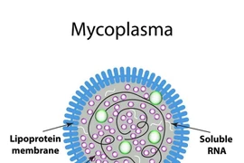 Bệnh lạ ở Nga: Vi khuẩn Mycoplasma nguy hiểm thế nào?