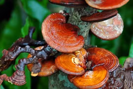 Ghi nhận 3 trường hợp ngộ độc khi dùng nấm linh chi trị ung thư