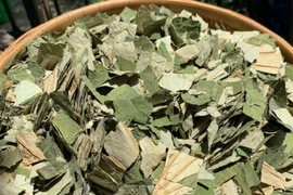 Loại lá to tròn, phơi khô hóa "thuốc quý đa năng", nước ta có quanh năm