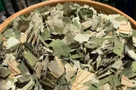 Loại lá to tròn, phơi khô hóa "thuốc quý đa năng", nước ta có quanh năm