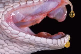 Tác dụng của nọc rắn trong điều trị tim mạch và đột quỵ