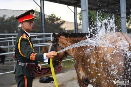 Chế độ ăn, ngủ đặc biệt của ngựa kỵ binh trước ngày đại lễ 