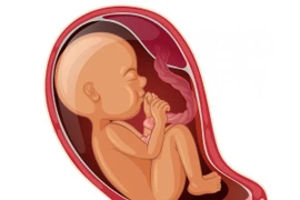 Mạch máu tiền đạo có sinh thường được không?