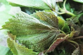 Loại lá phơi khô là thuốc dưỡng gan, bổ phổi, kiểm soát đường huyết