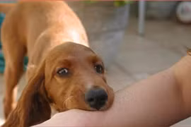 1 ngày 2 trẻ bị vật nuôi cắn thương tích nghiêm trọng