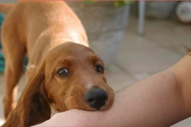 1 ngày 2 trẻ bị vật nuôi cắn thương tích nghiêm trọng