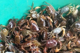 “Thần dược” cho tuyến giáp nên bổ sung thường xuyên