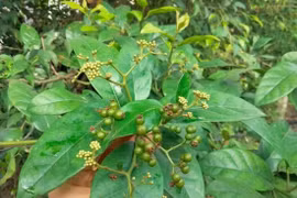 BS Nguyễn Văn Thái