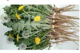 Loại rau "tốt nhất thế giới", ở nước ta mọc um tùm như cỏ...